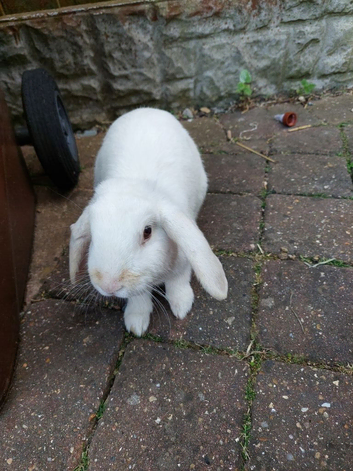 Young lop eared rabbit for sale