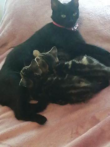 Kittens looking for there forever home!!