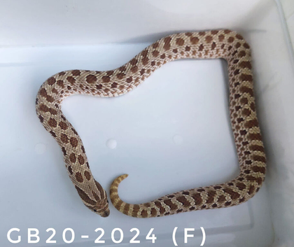 2024 Subadult Female 100% Frost