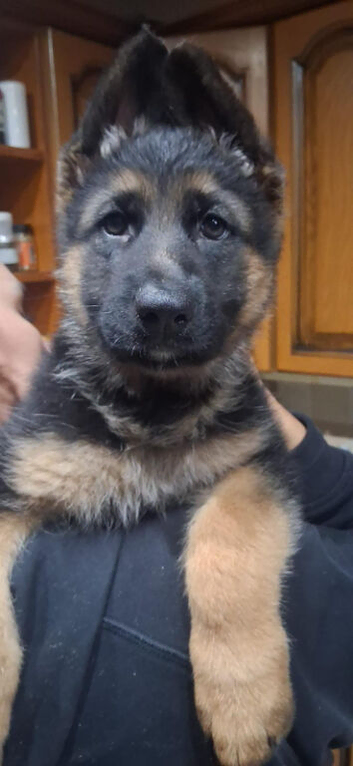 Black and tan girl
