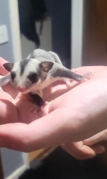 Rare Blonde faced Sugar Glider Joey Twins