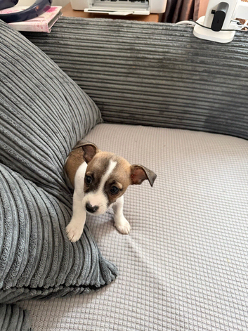 Chihuahua pup for sale