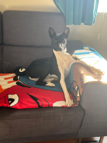 SEEKING A FEMALE BASENJI FOR A PLANNED MATCH!