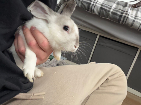 Rabbit for sale in hull