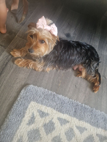 Yorkshire terrier pups