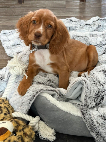 Beautiful pup female gold cocker spaniel
