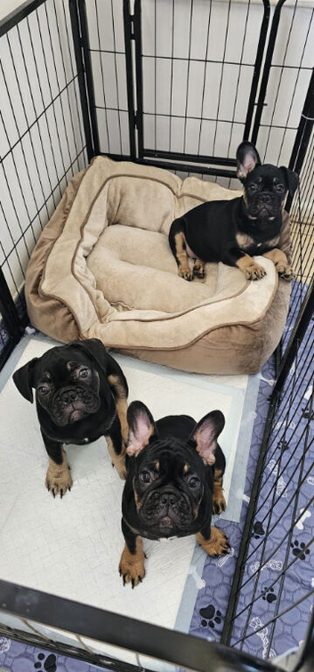 French bulldog s black tan.