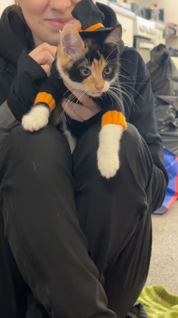 3 months Calico kitten
