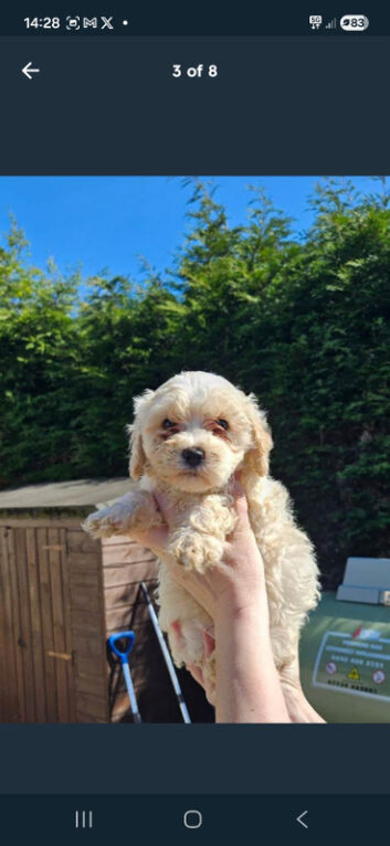 Cavapoochon Puppies