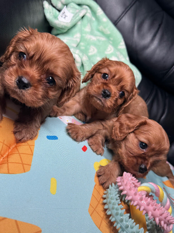 KC Cavalier King Charles Ruby Pups HEALTH TESTED