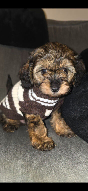 Cavapoo pup