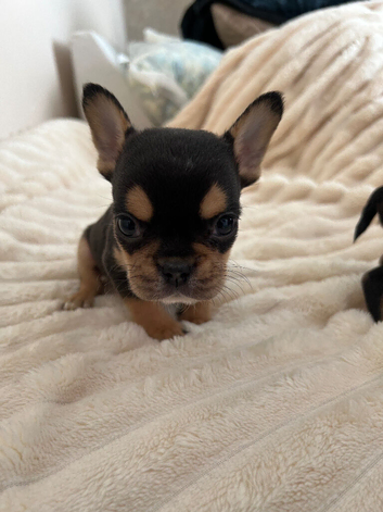 French bulldogs puppies