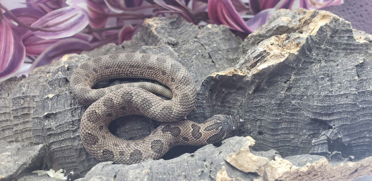 Western hognose babies CB26 from &pound;160
