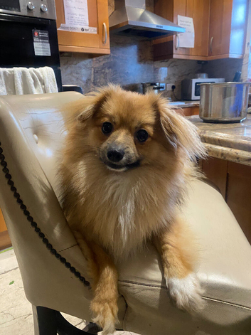 Looking to sell or rehome my 8months old Pomeranian.