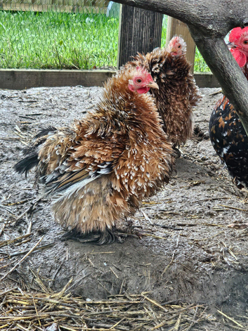 'Mini Mix' Hatching Eggs x6. (Small breeds)