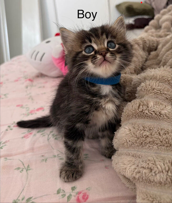 beautiful ragdoll mix kittens