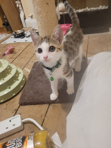 Kittens