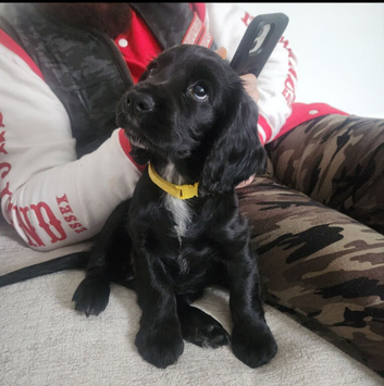 1 beautiful female cocker