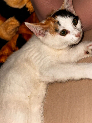 Adorable kitten
