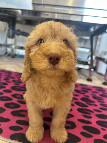 F1 cockapoos