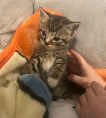BEAUTIFUL KITTENS SEEKING THEIR LOVING HOMES