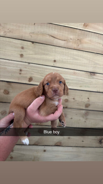 Cockapoo