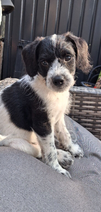 ONLY TWO BOYS LEFT, READY TO LEAVE Miniature poodle cross