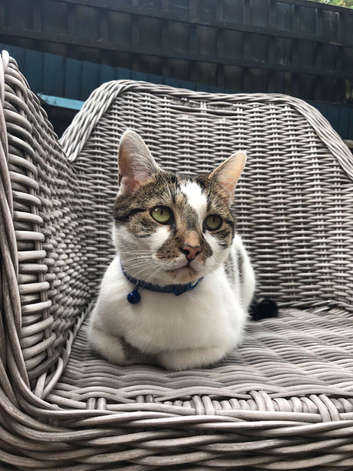 Rehome Adult Cat