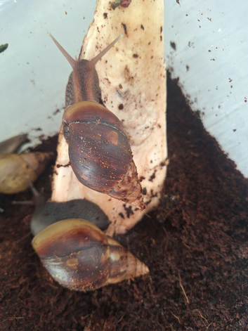 8 african land snails 3 inches