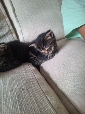 Beautiful kitten