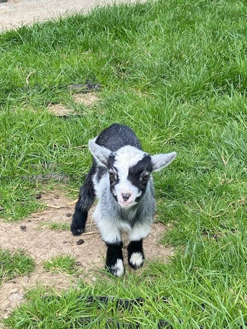 Registered Female Pygmy Goat Kid