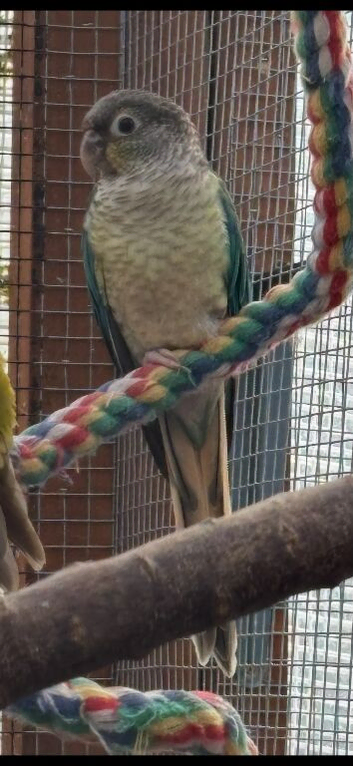 Turquoise Opaline Green Cheeked Conure