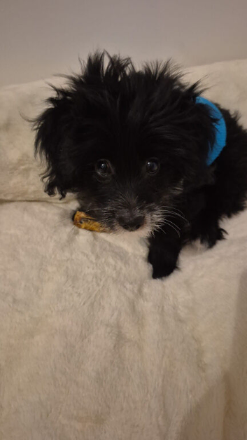 TOY POODLE CROSS