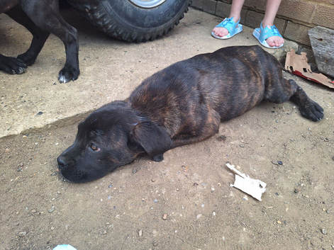 Mastiff mix