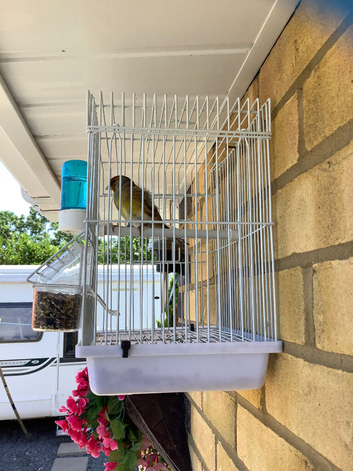 Goldfinch mule