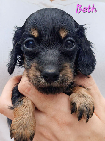 Stunning Miniature Long Haired Dachshund Girls
