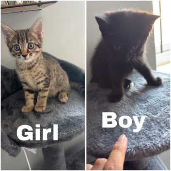 kitten
