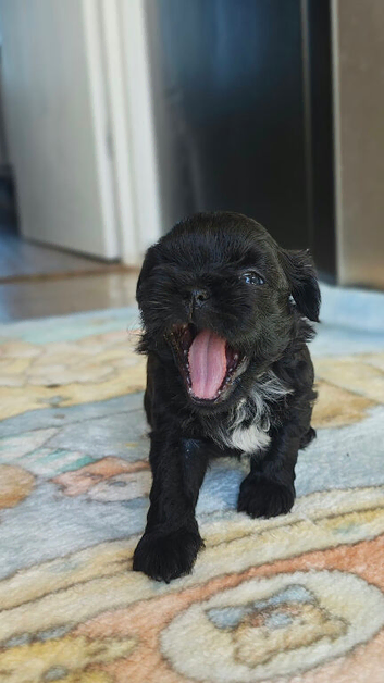 5 Imperial Puppies