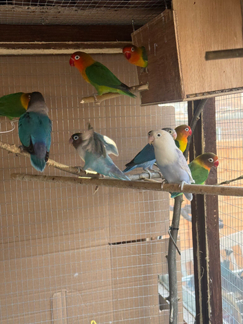 Pairs Lovebirds