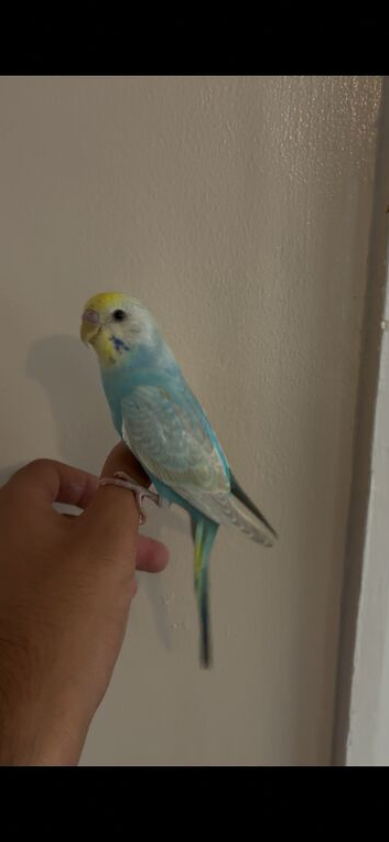 Cute Hand Tame Budgies and Cages
