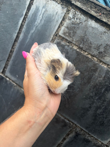 Guinea Pig Babies | Guinea Pigs