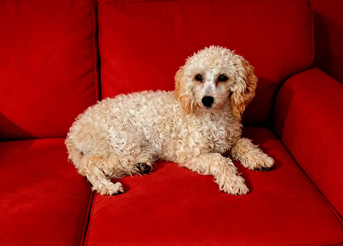 Toy poodle female
