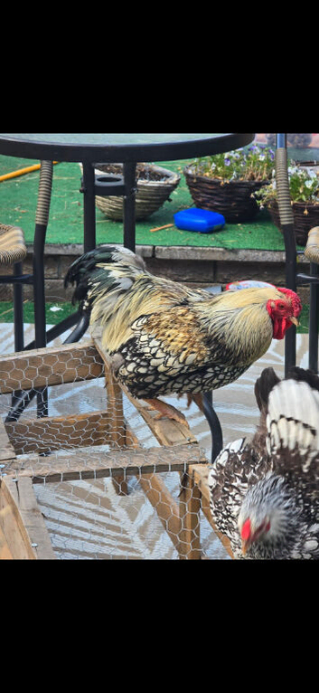 Cock birds