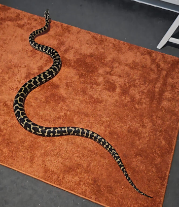Adult Female jungle carpet python