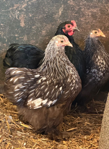 POL pekin bantam RARE coloured hens
