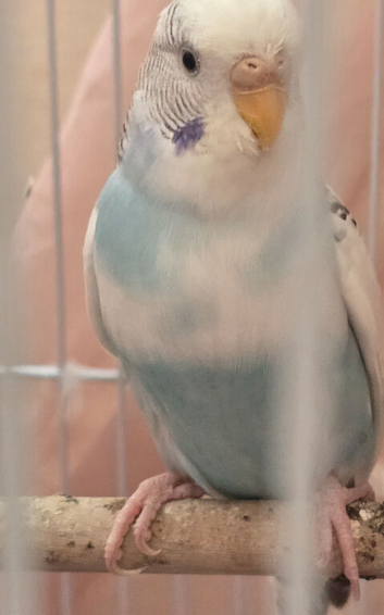 3 Budgies with Cage, Toys & Food &ndash; &pound;100