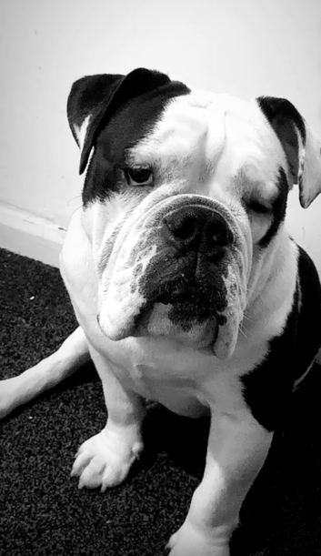 Old Tyme Bulldog