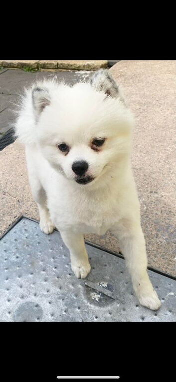 Pomeranian stud