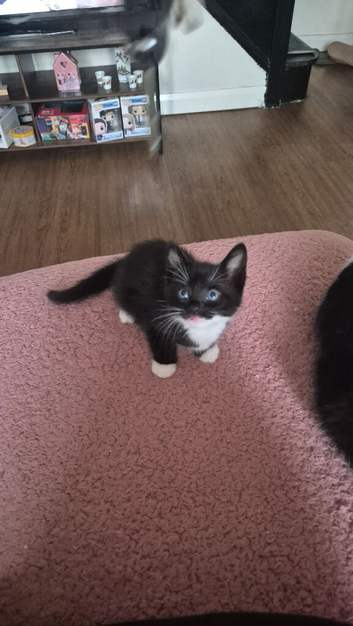 Mixed tuxedo kittens
