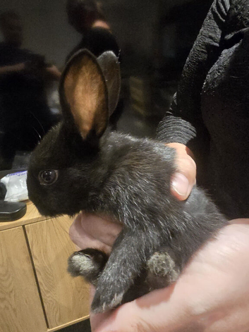 10 beautiful mixed breed rabbits